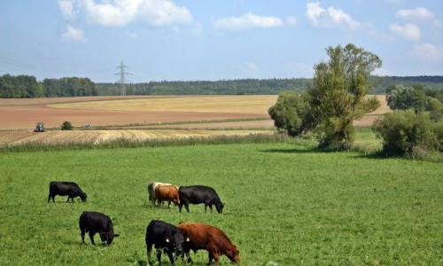 牛在田野里吃草